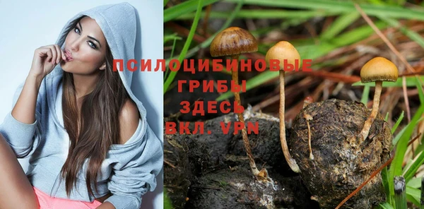 прущие грибы Белокуриха